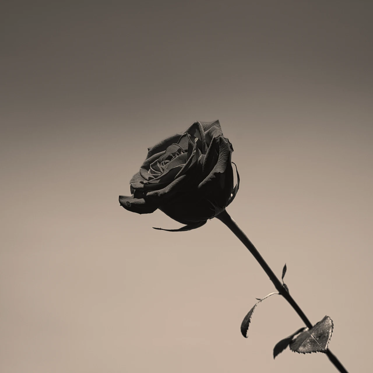 A monochrome rose on a diagonal stem against a softly lit background.