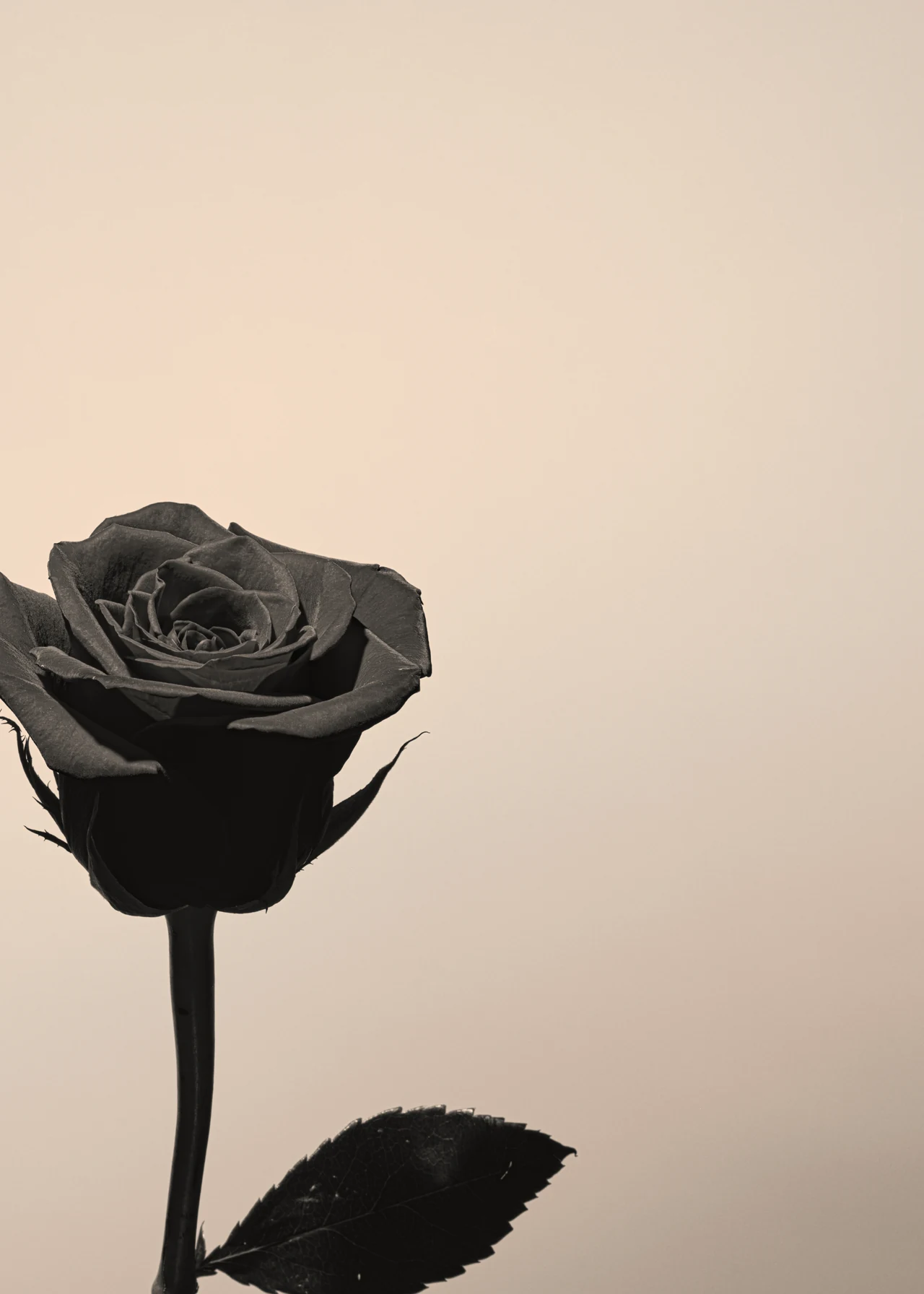 A dark rose at the lower left of a pale warm background, with a long stem and a single leaf.