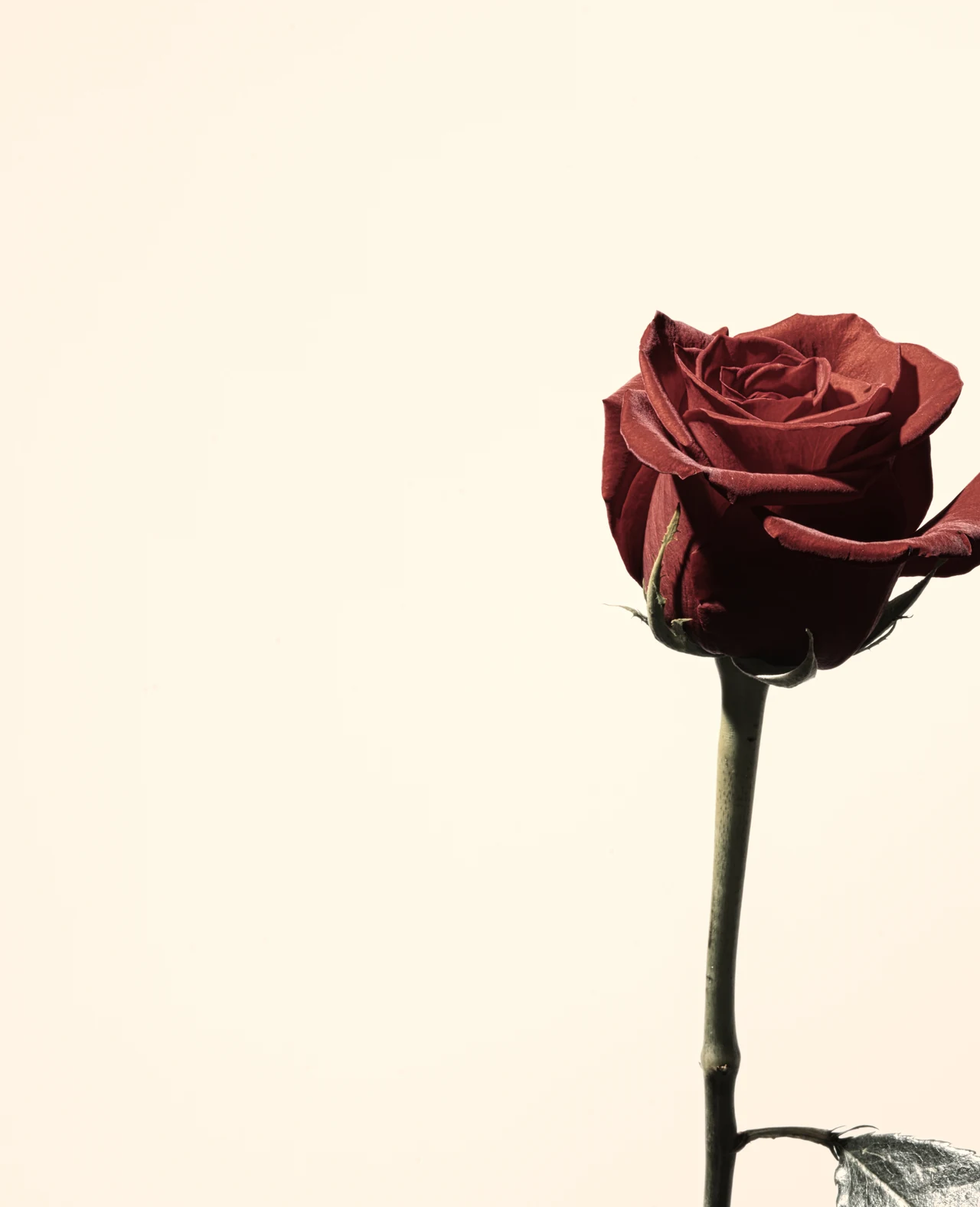 A burgundy rose on a long stem at the right edge of a pale cream background.