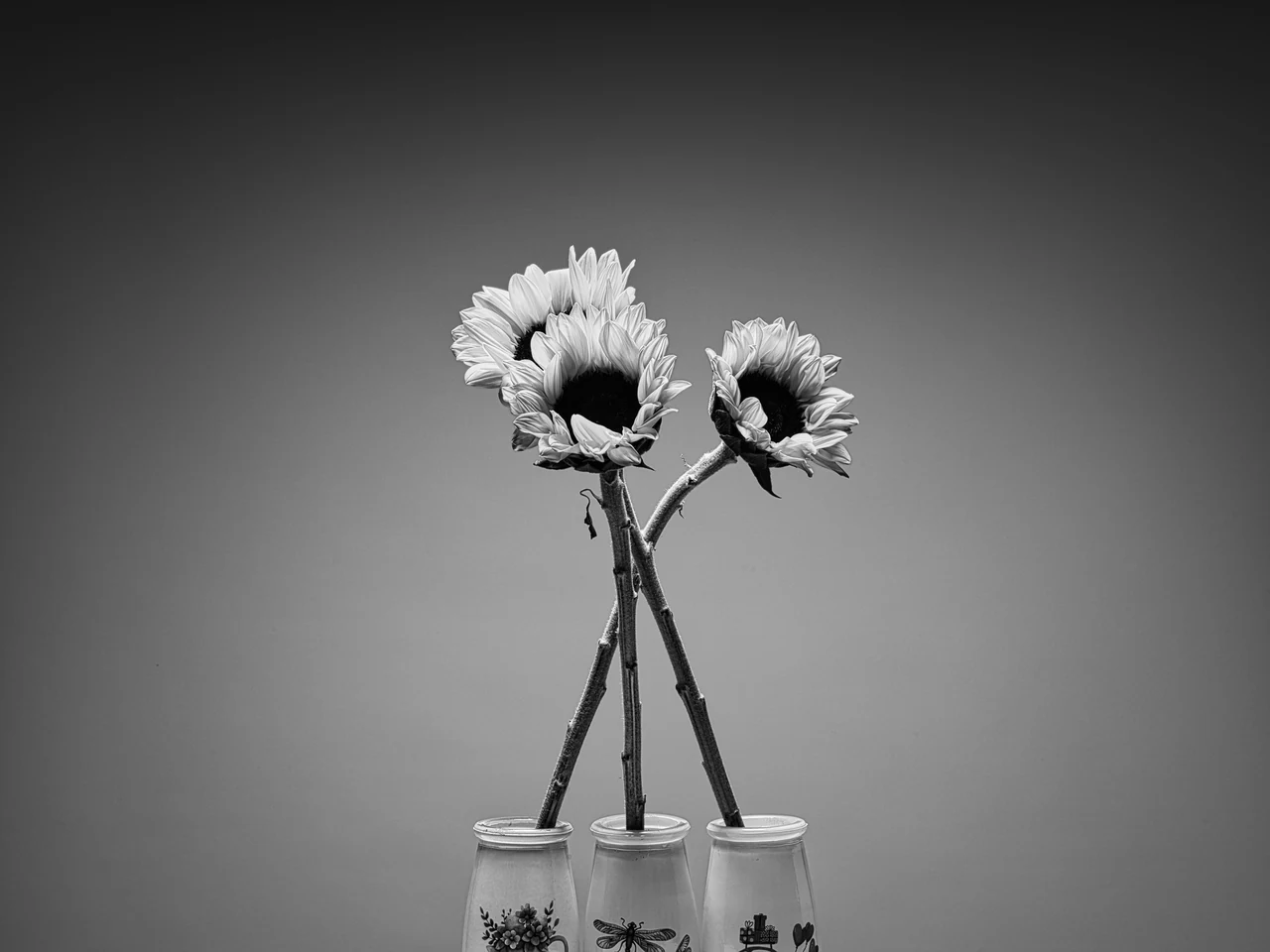 Three monochrome sunflowers with crossing stems in individual illustrated glass jars.