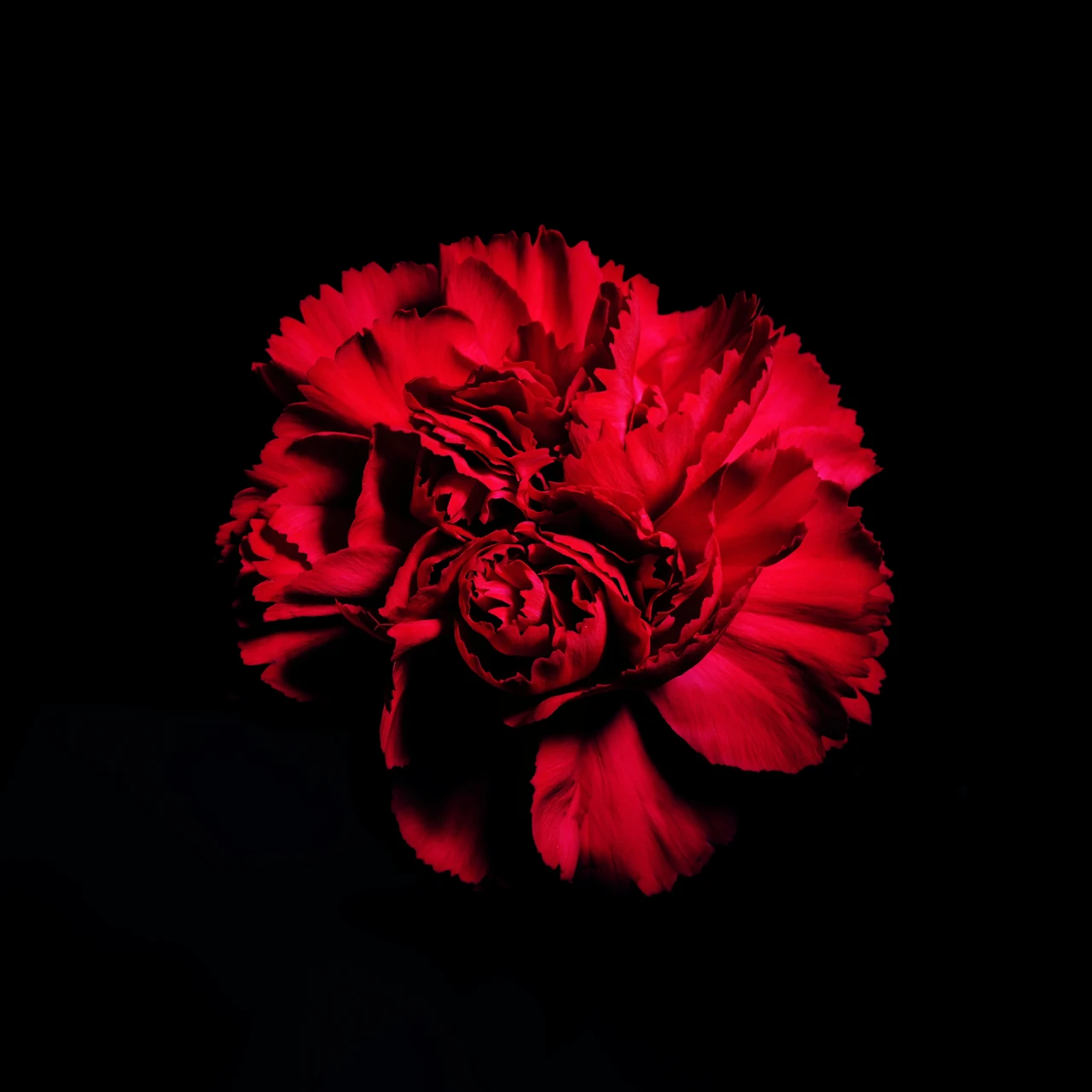 A red carnation with ruffled petals and deep shadows against black.