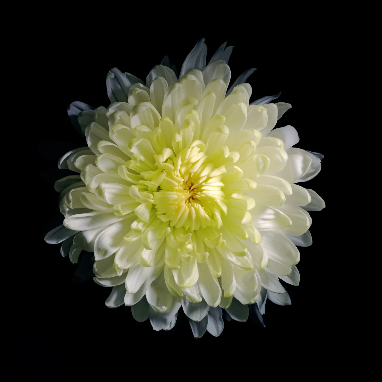 A cream chrysanthemum with densely layered petals illuminated against black.