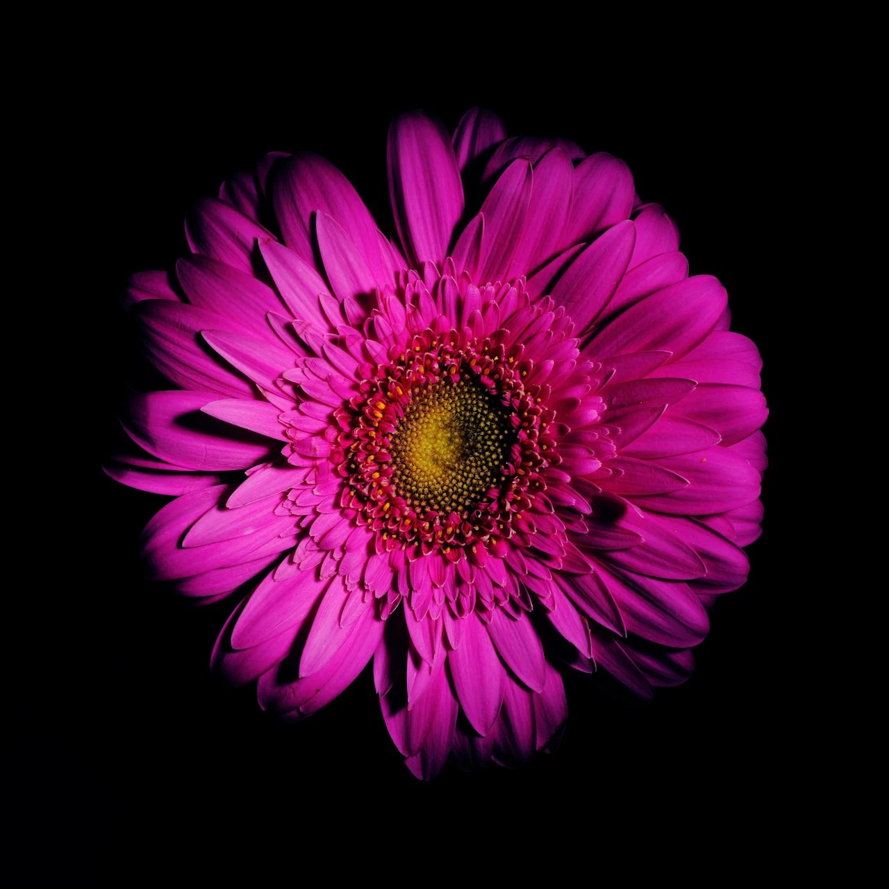 A magenta gerbera with a golden center and radiating petals against black.
